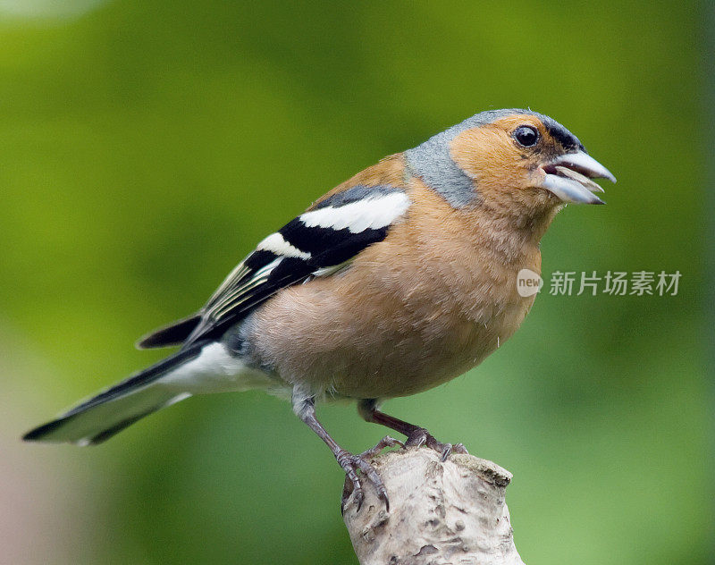 查芬奇 （弗林吉拉小肠杆菌）